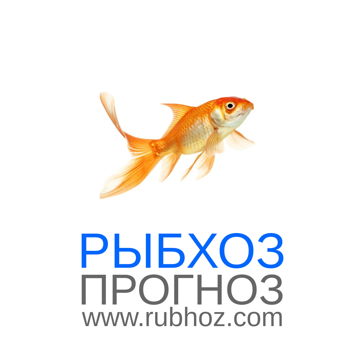 Прогноз рыбы новочеркасск. Прогноз рыбы новочеркасск